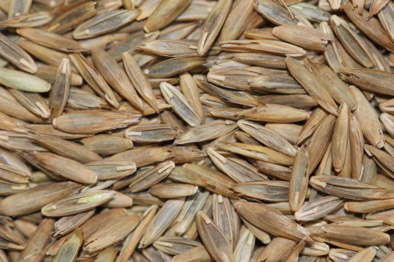 Tall Fescue Species Information